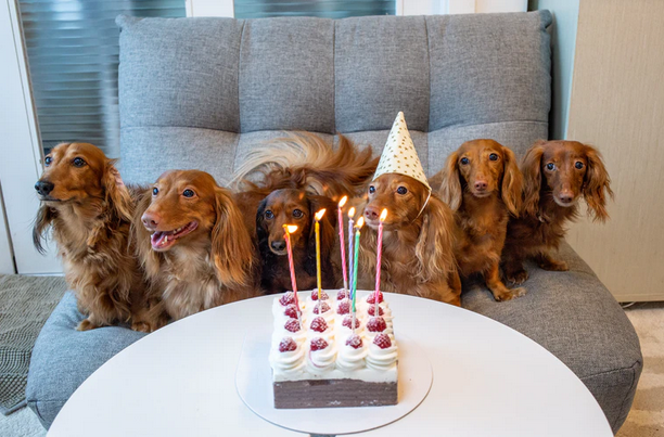 It's getting harder for pet brands to stand out and capture market share. Effective pet product packaging copy can make a huge difference in sales!